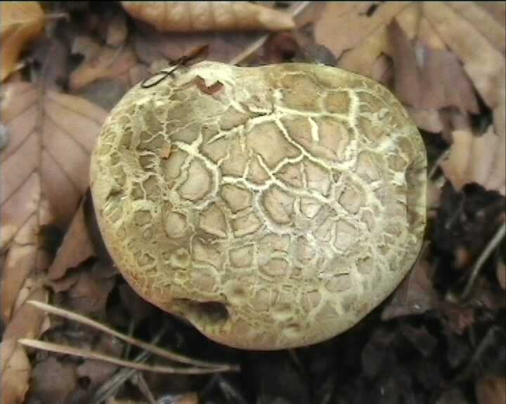 Boletus radicans   Persoon : Fr.